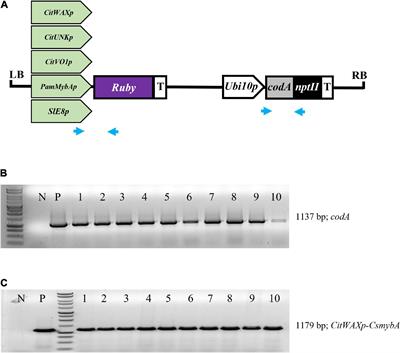 Tissue-specific expression of Ruby in Mexican lime (C. aurantifolia) confers anthocyanin accumulation in fruit